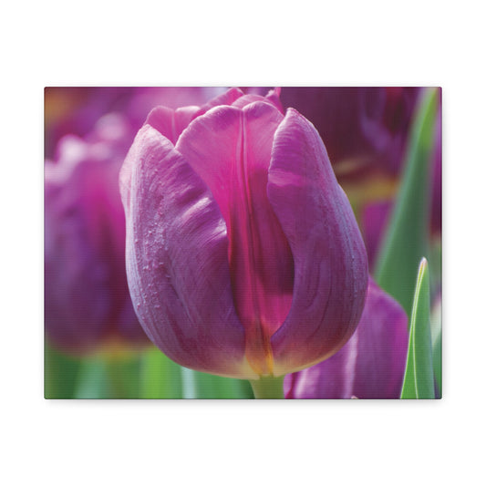 Purple Tulip Canvas Print — Matte Stretched Wall Art (1.25")