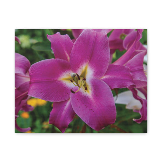Pink Lily Floral Canvas Wall Art — Matte Stretched 1.25"