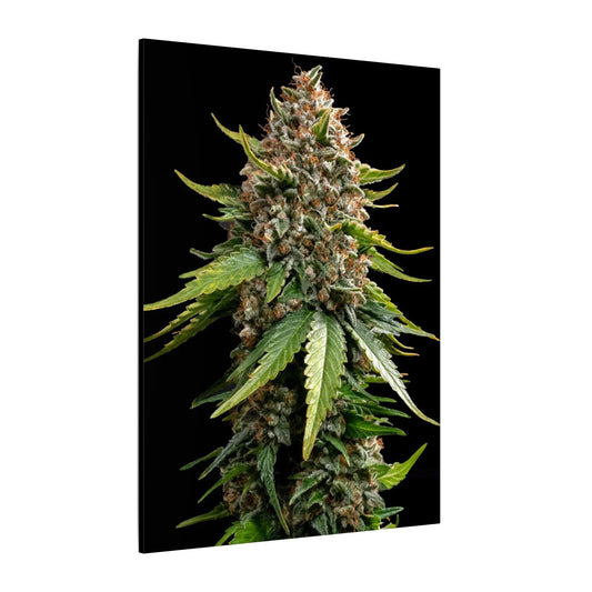 Cannabis Plant Photo Matte Canvas Print — Stretched Botanical Wall Art holiday gift for smokers or outdoor plant enthusiasts
