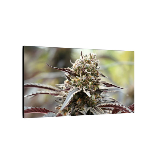 Cannabis Bud Matte Canvas Wall Art — Stretched Botanical Photo Print perfect holiday gift for stoners