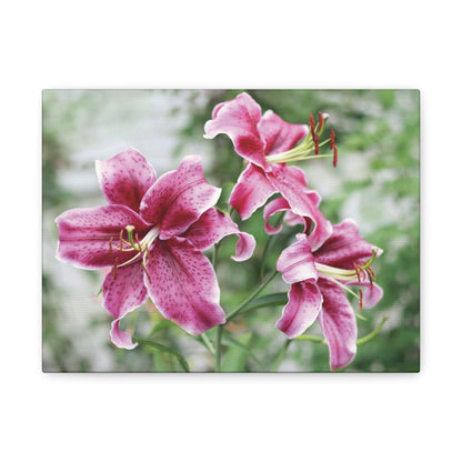 Pink Stargazer Lily Canvas Print — Floral Wall Art, Botanical Home Decor