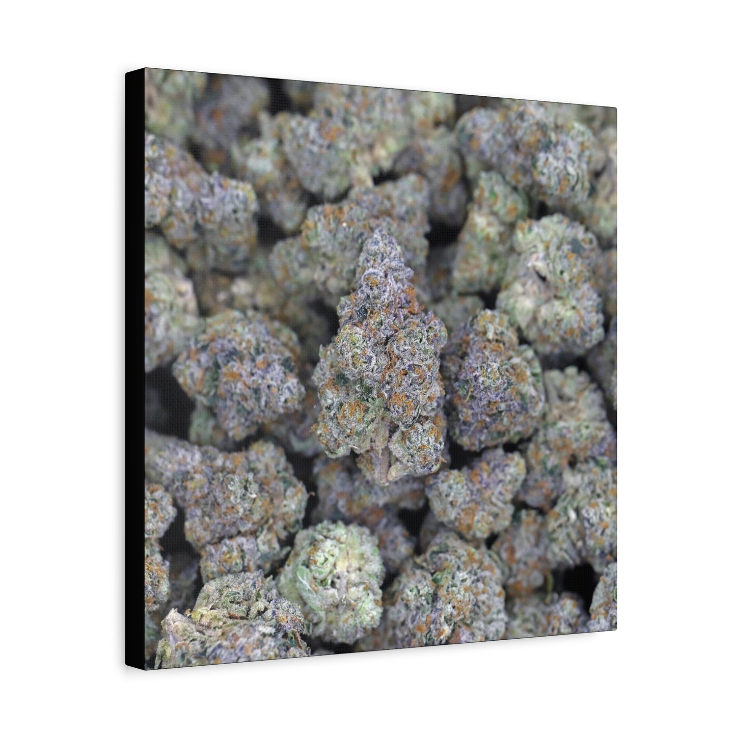 Cannabis Bud Close-Up Matte Canvas Print —"PINK RUNTZ"  Stretched 1.25" Wall Art