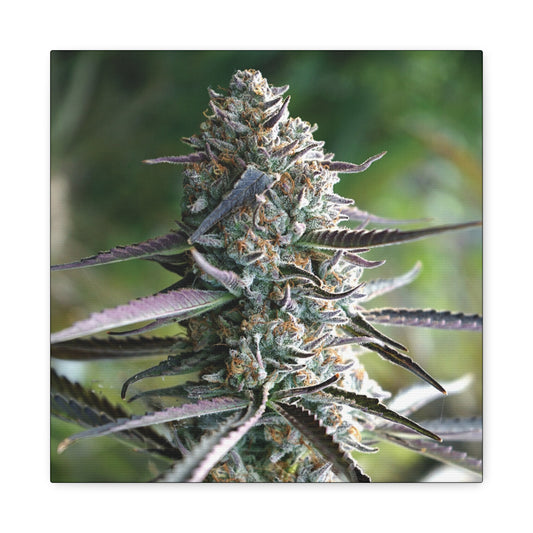 Cannabis Bud Canvas Print — Botanical Marijuana Wall Art (Matte Stretched)