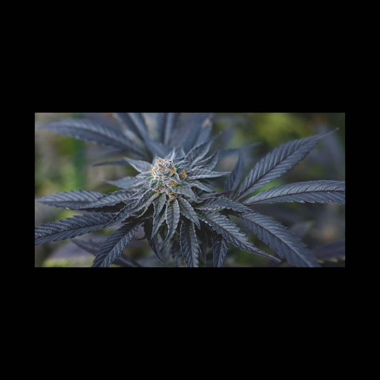 Botanical Cannabis Canvas Wall Art — Matte Stretched Print for smokers/stoners