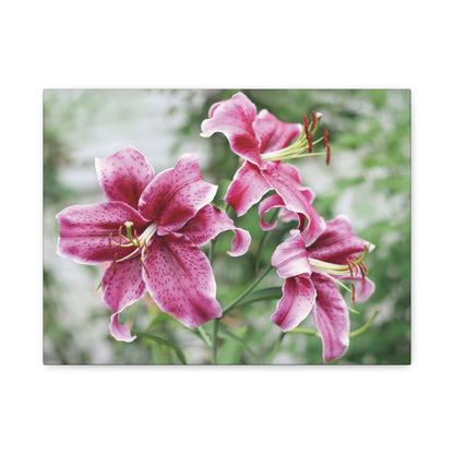 Pink Stargazer Lily Canvas Print — Floral Wall Art, Botanical Home Decor