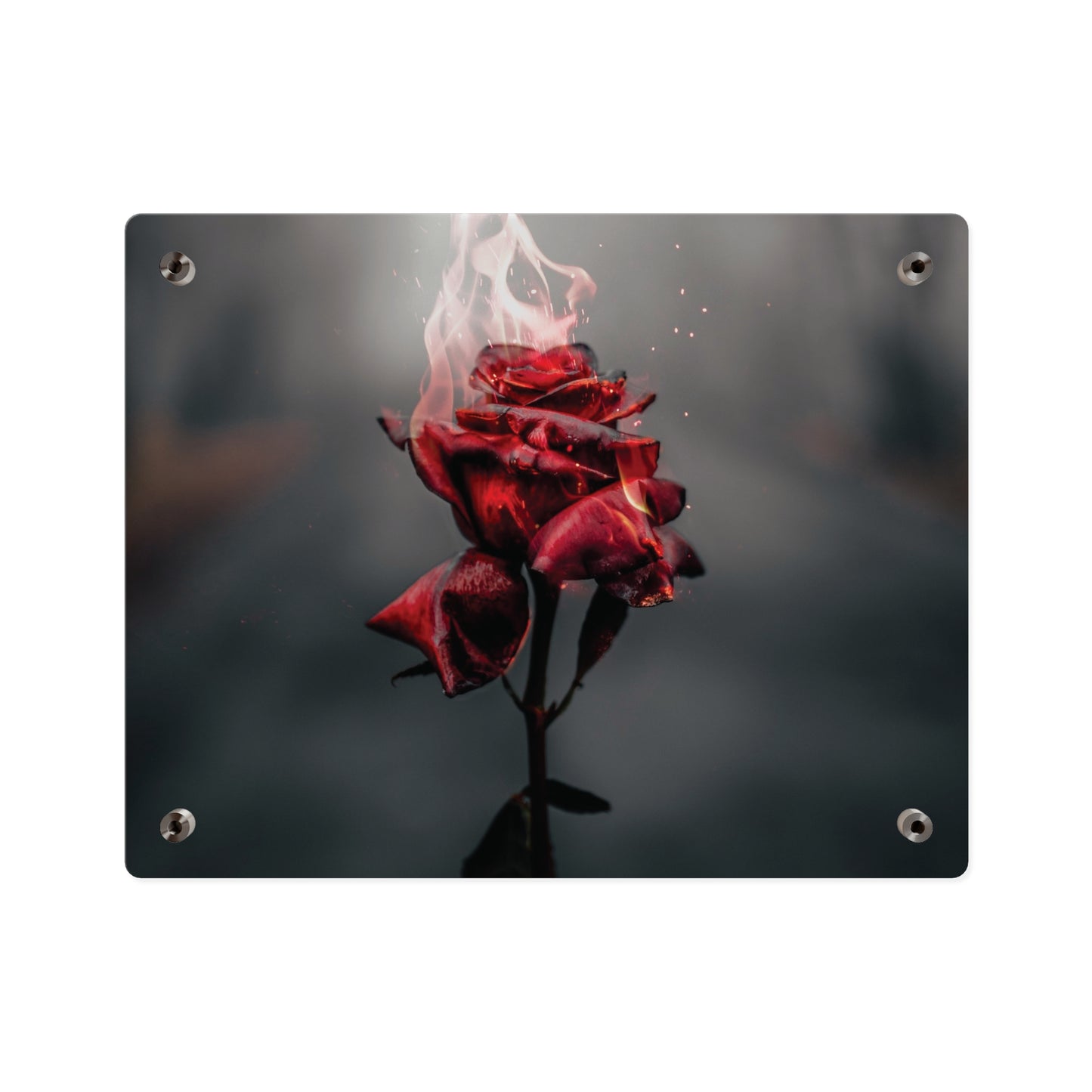 Acrylic Wall Art — Flaming Red Rose Floating Panel perfect Valentines day gift