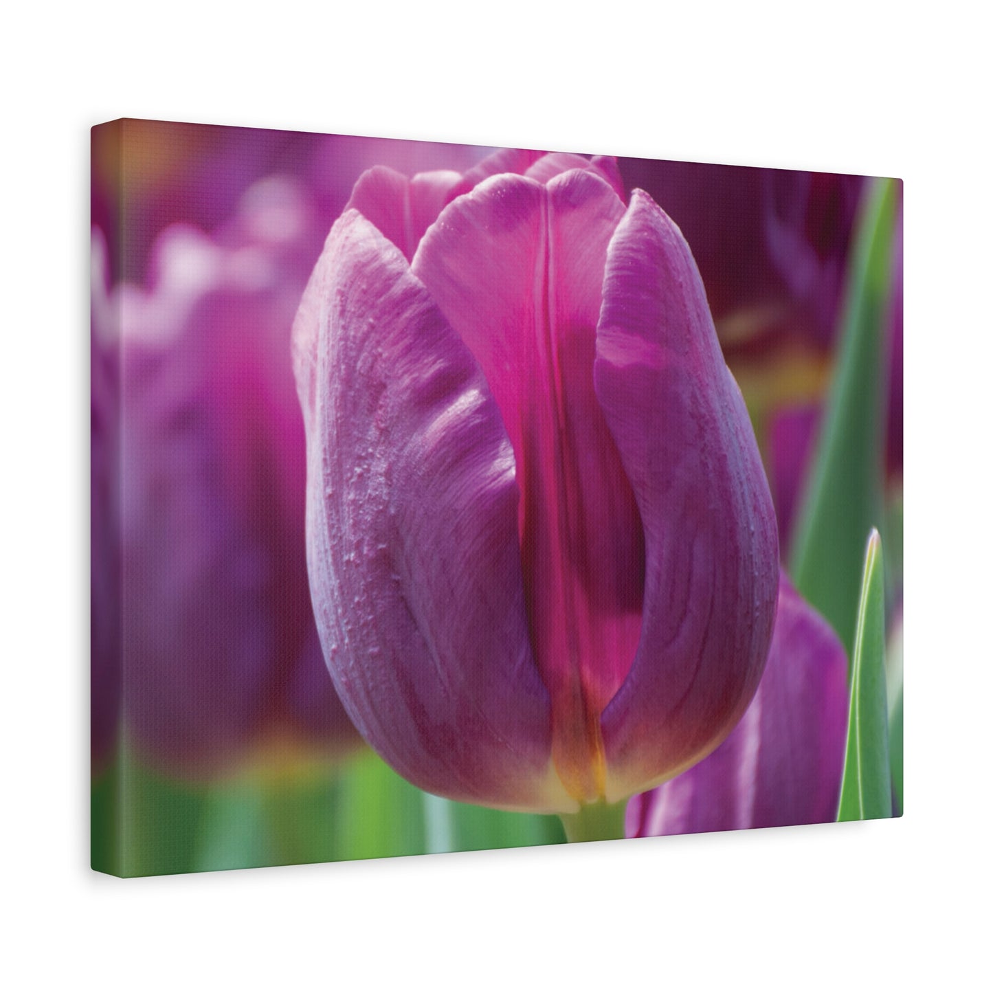 Purple Tulip Canvas Print — Matte Stretched Wall Art (1.25")