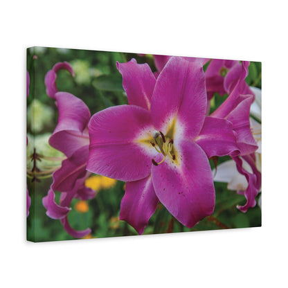 Pink Lily Floral Canvas Wall Art — Matte Stretched 1.25"