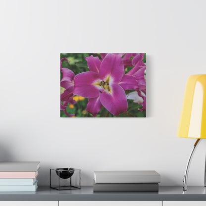 Pink Lily Floral Canvas Wall Art — Matte Stretched 1.25"