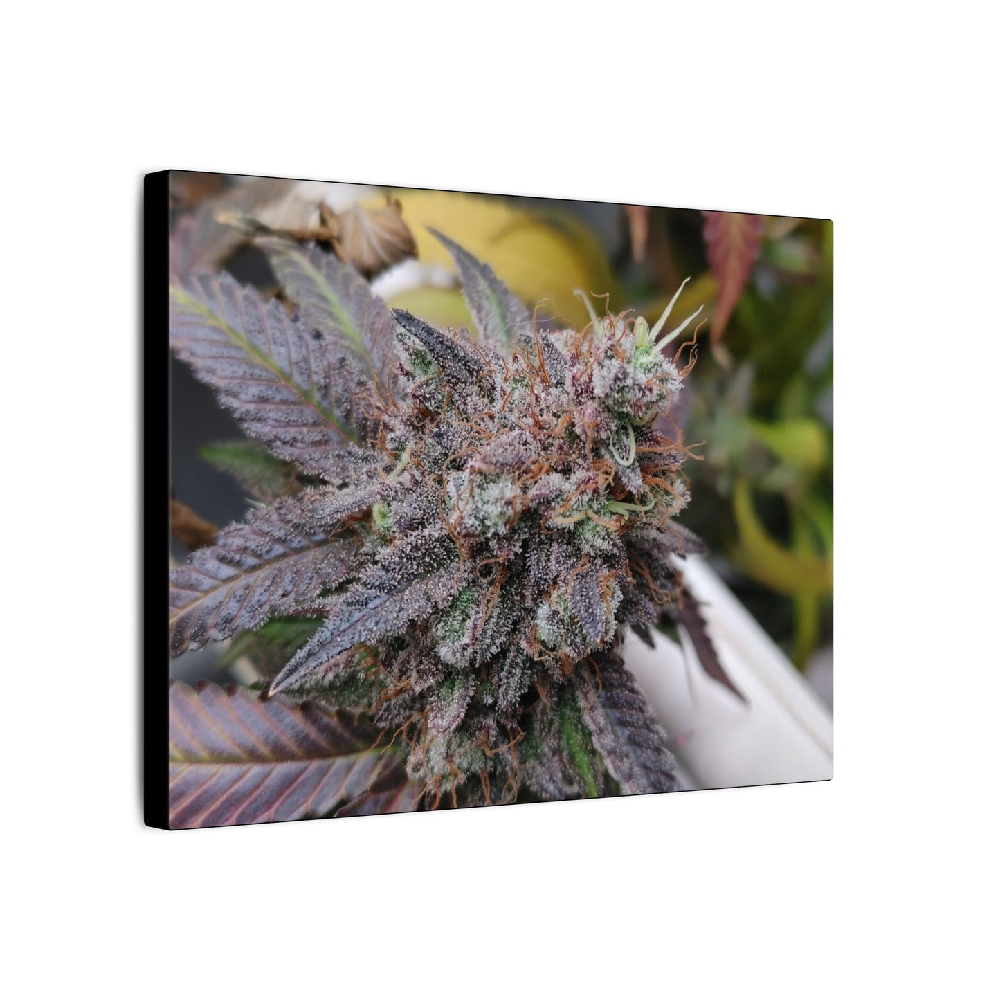 Cannabis Bud Close-Up Matte Canvas Print holiday gift for stoners. cannabis wall print for smokers