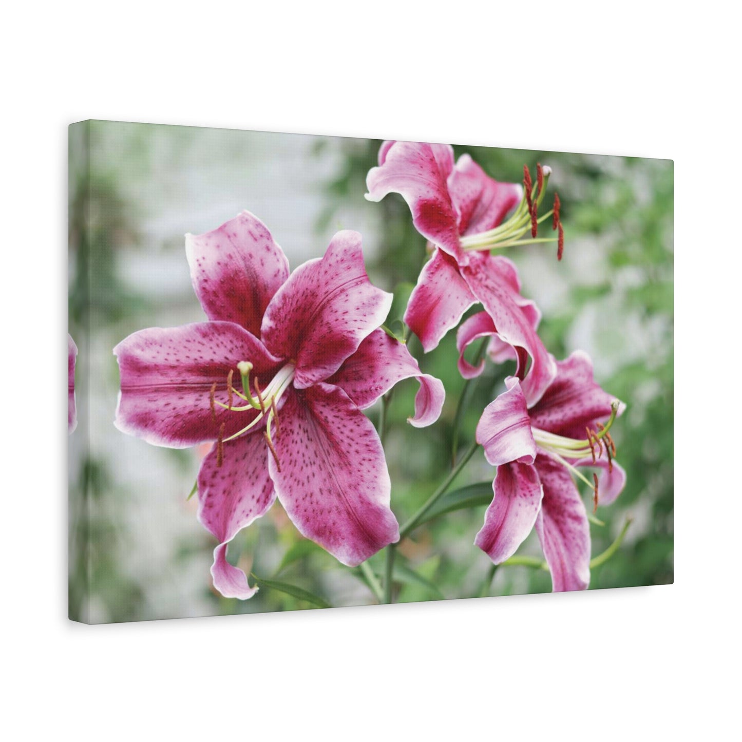 Pink Stargazer Lily Canvas Print — Floral Wall Art, Botanical Home Decor