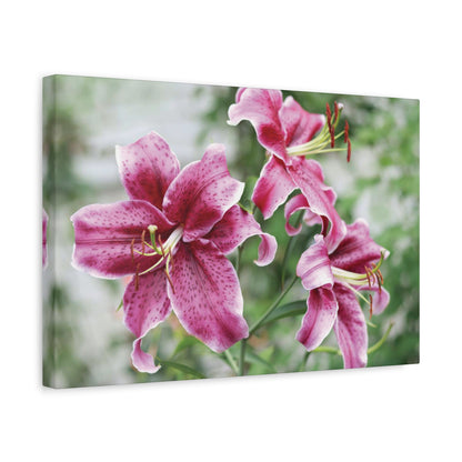 Pink Stargazer Lily Canvas Print — Floral Wall Art, Botanical Home Decor