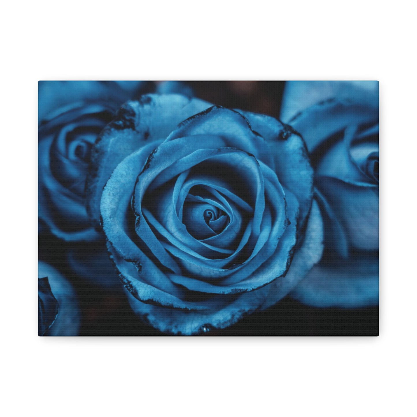 Blue Rose Canvas Print — Matte Stretched Wall Art
