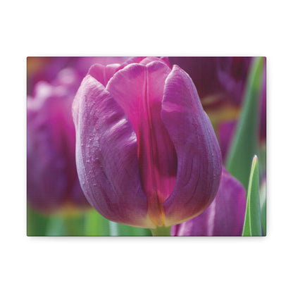 Purple Tulip Canvas Print — Matte Stretched Wall Art (1.25")
