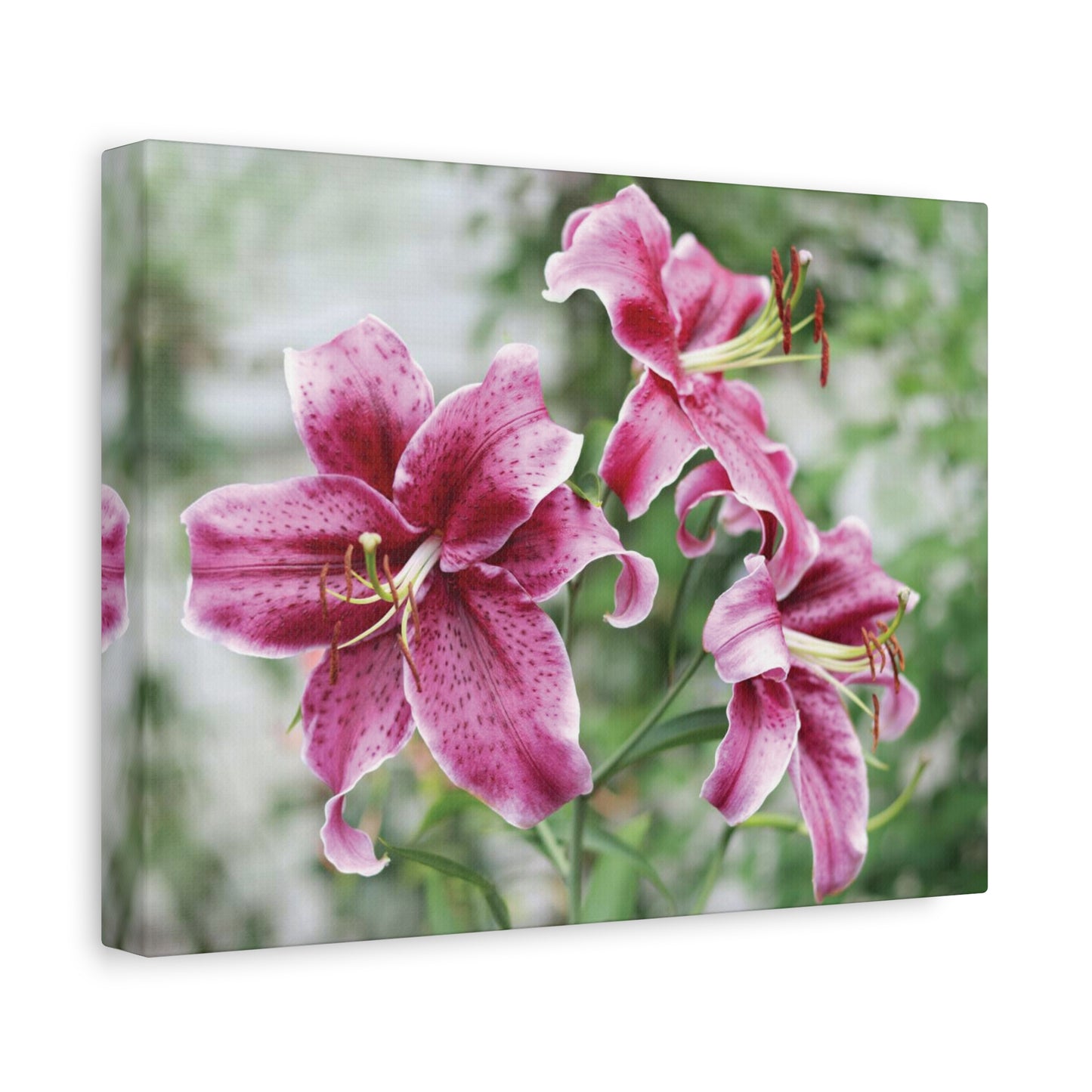 Pink Stargazer Lily Canvas Print — Floral Wall Art, Botanical Home Decor