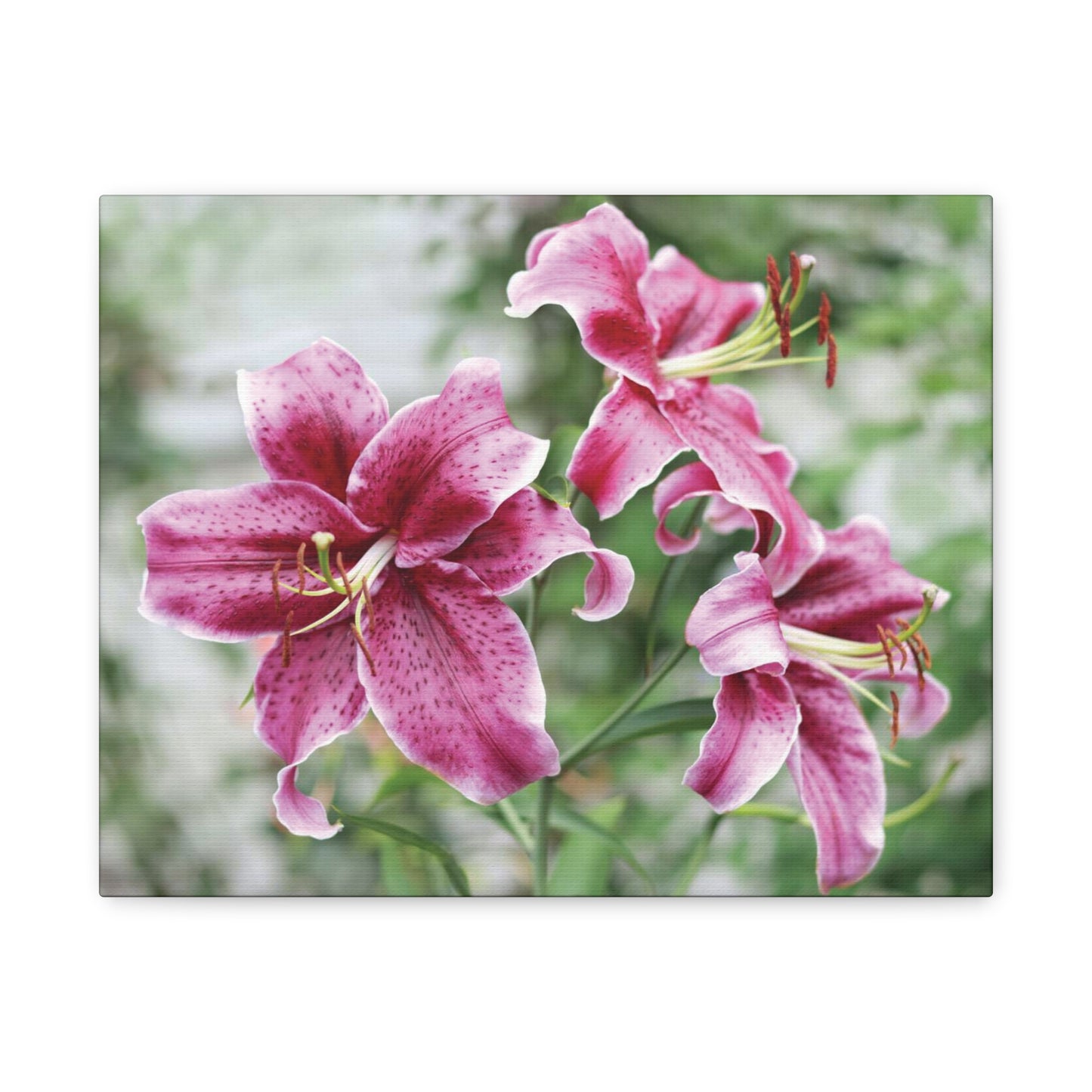 Pink Stargazer Lily Canvas Print — Floral Wall Art, Botanical Home Decor