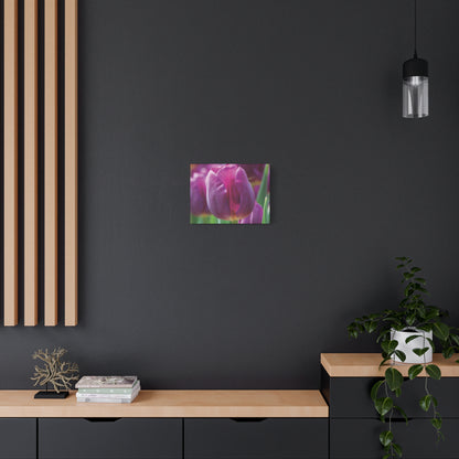 Purple Tulip Canvas Print — Matte Stretched Wall Art (1.25")