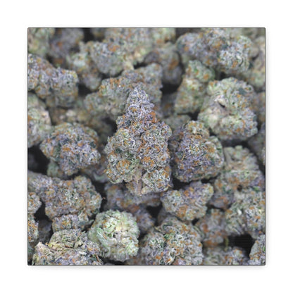 Cannabis Bud Close-Up Matte Canvas Print —"PINK RUNTZ"  Stretched 1.25" Wall Art