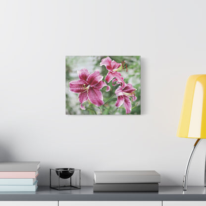 Pink Stargazer Lily Canvas Print — Floral Wall Art, Botanical Home Decor