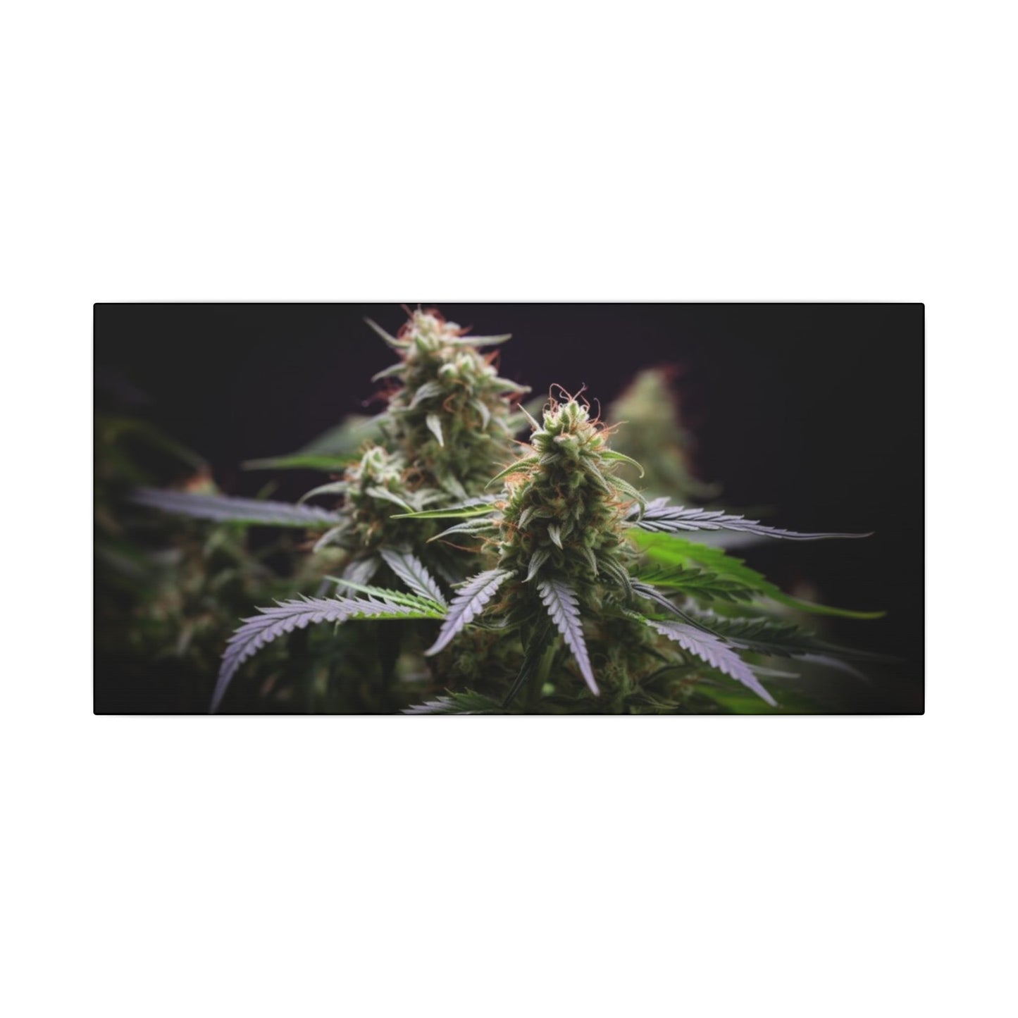 Cannabis Plant Wall Art Canvas — Matte Stretched Botanical Print perfect for stoners/smokers