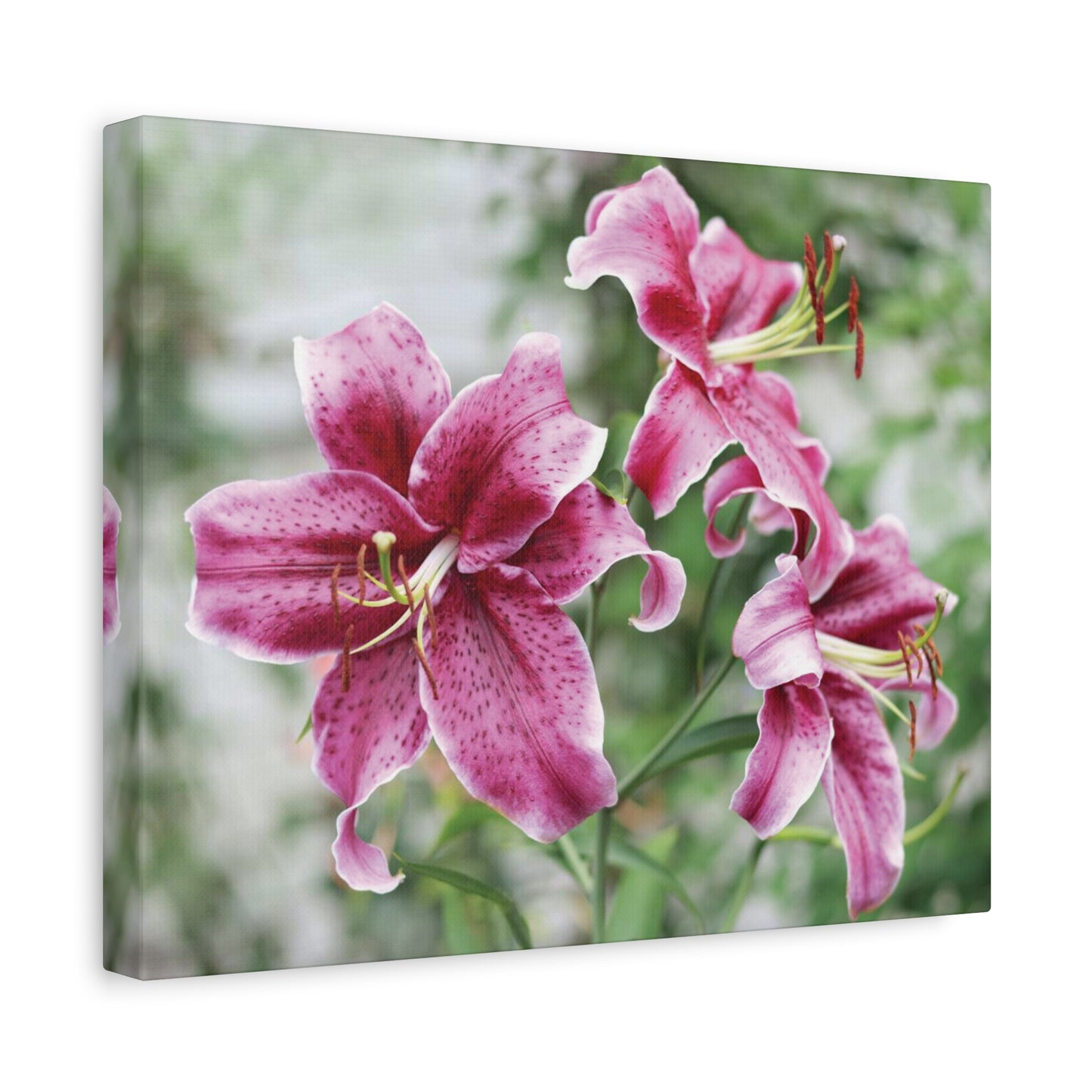 Pink Stargazer Lily Canvas Print — Floral Wall Art, Botanical Home Decor