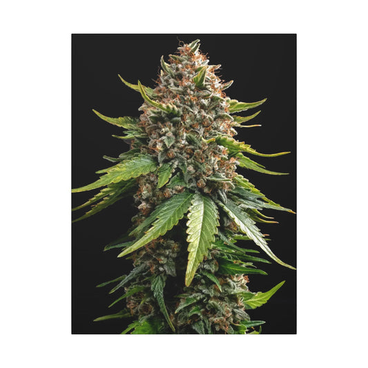 Cannabis Plant Photo Matte Canvas Print — Stretched Botanical Wall Art holiday gift for smokers or outdoor plant enthusiasts