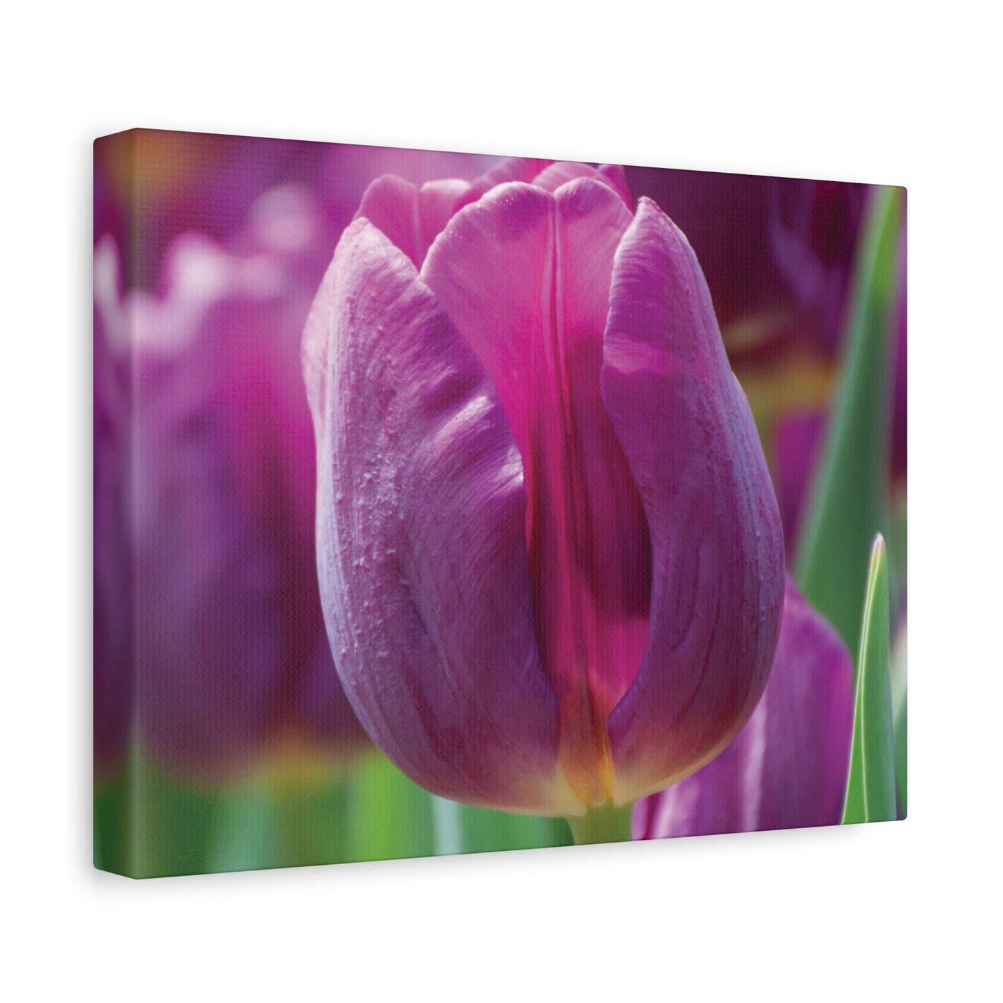 Purple Tulip Canvas Print — Matte Stretched Wall Art (1.25")