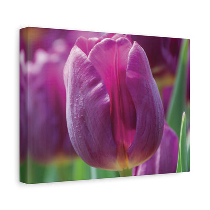 Purple Tulip Canvas Print — Matte Stretched Wall Art (1.25")