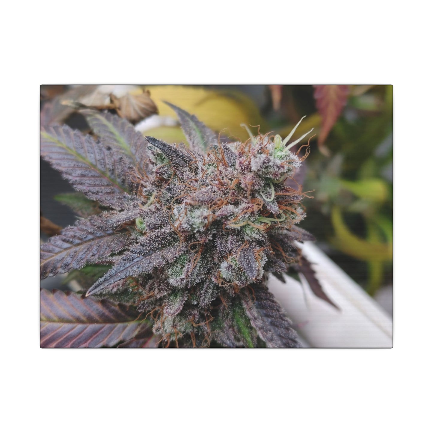Cannabis Bud Close-Up Matte Canvas Print holiday gift for stoners. cannabis wall print for smokers