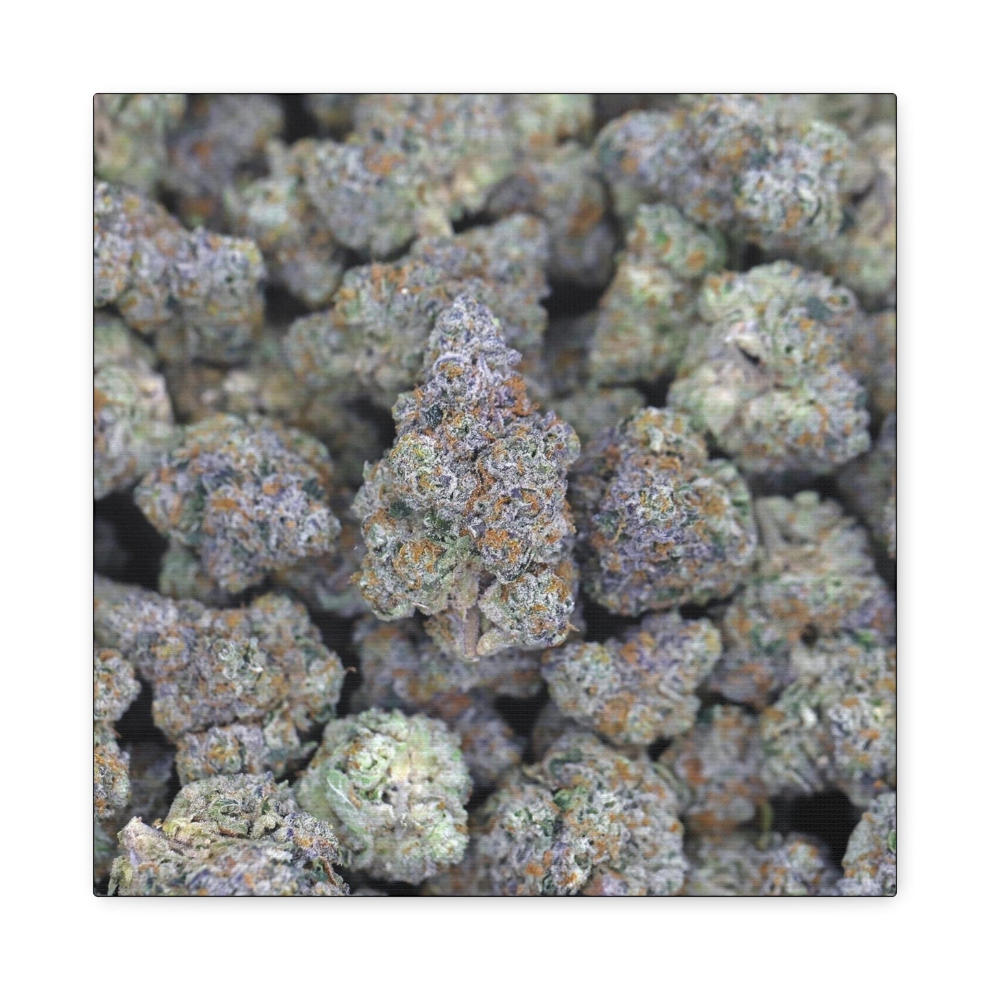 Cannabis Bud Close-Up Matte Canvas Print —"PINK RUNTZ"  Stretched 1.25" Wall Art