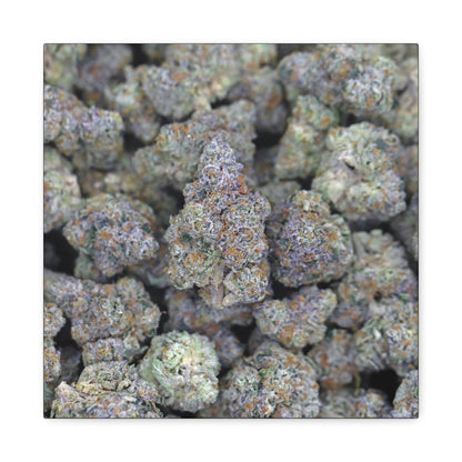 Cannabis Bud Close-Up Matte Canvas Print —"PINK RUNTZ"  Stretched 1.25" Wall Art