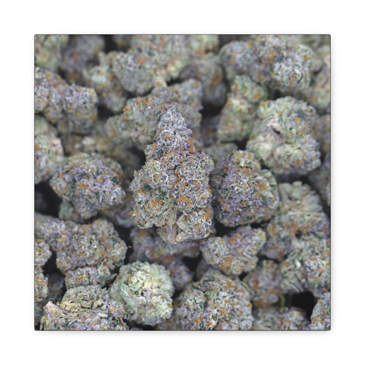 Cannabis Bud Close-Up Matte Canvas Print —"PINK RUNTZ"  Stretched 1.25" Wall Art