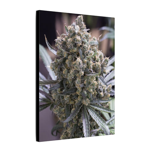 Cannabis Bud Photo Canvas Print — Matte Stretched Wall Art decoration perfect holiday gift for smokers