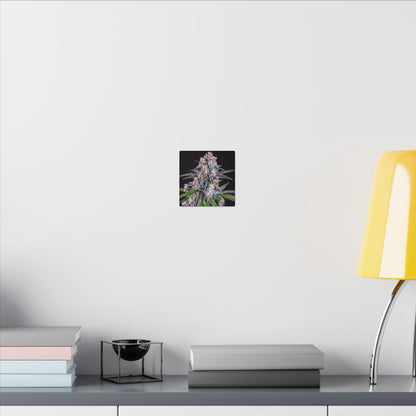 Cannabis Floral Canvas Print — Colorful Marijuana Bud Wall Art