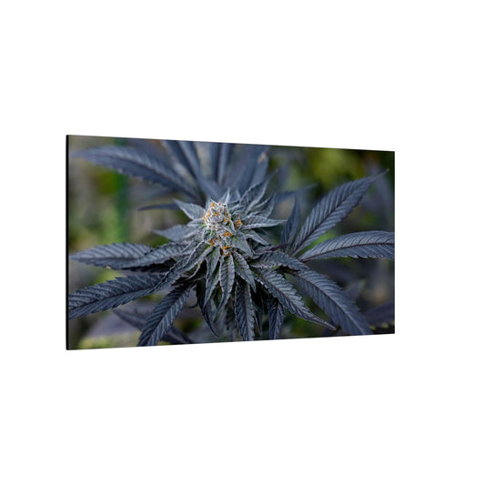 Botanical Cannabis Canvas Wall Art — Matte Stretched Print for smokers/stoners