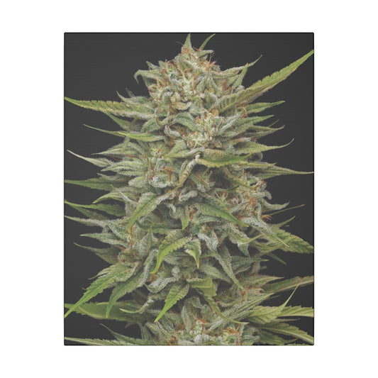 Cannabis Bud Matte Canvas Print — Botanical Marijuana Wall Art