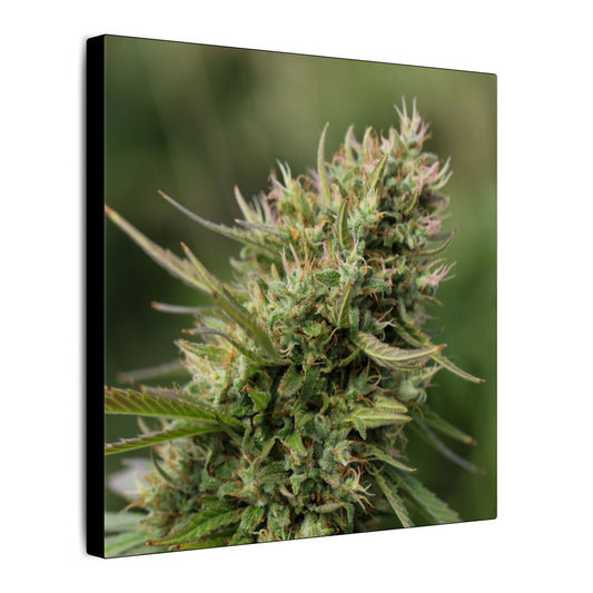 Cannabis Plant Photography Matte Canvas Print — Stretched Botanical Wall Art for cannabis smokers/stoners