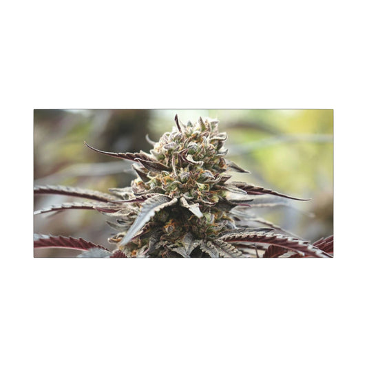 Cannabis Bud Matte Canvas Wall Art — Stretched Botanical Photo Print perfect holiday gift for stoners