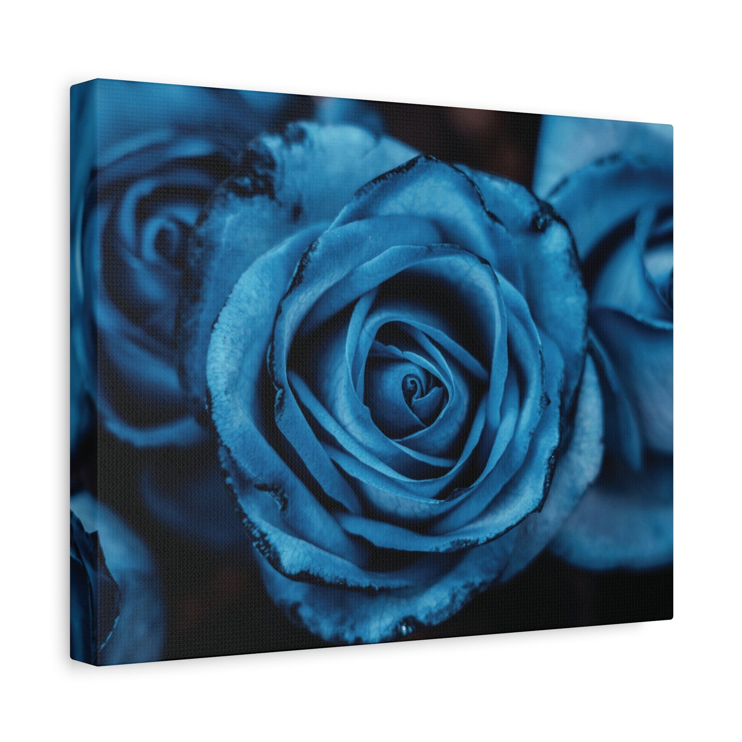 Blue Rose Canvas Print — Matte Stretched Wall Art