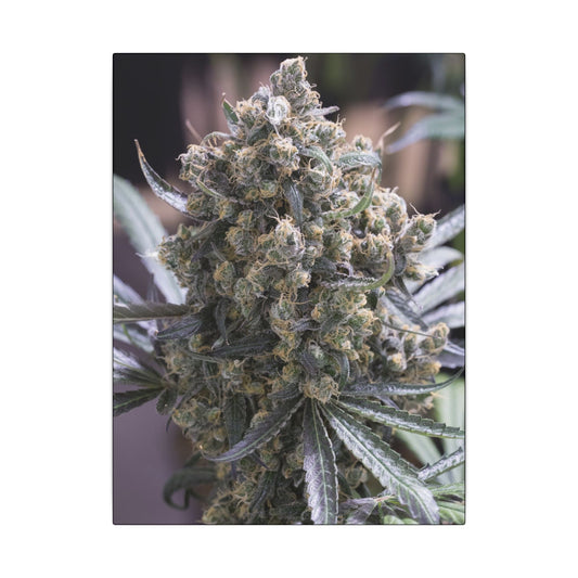 Cannabis Bud Photo Canvas Print — Matte Stretched Wall Art decoration perfect holiday gift for smokers