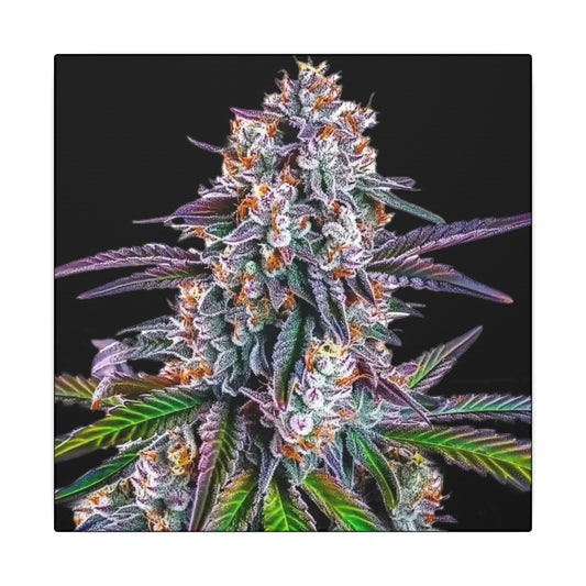 Cannabis Floral Canvas Print — Colorful Marijuana Bud Wall Art