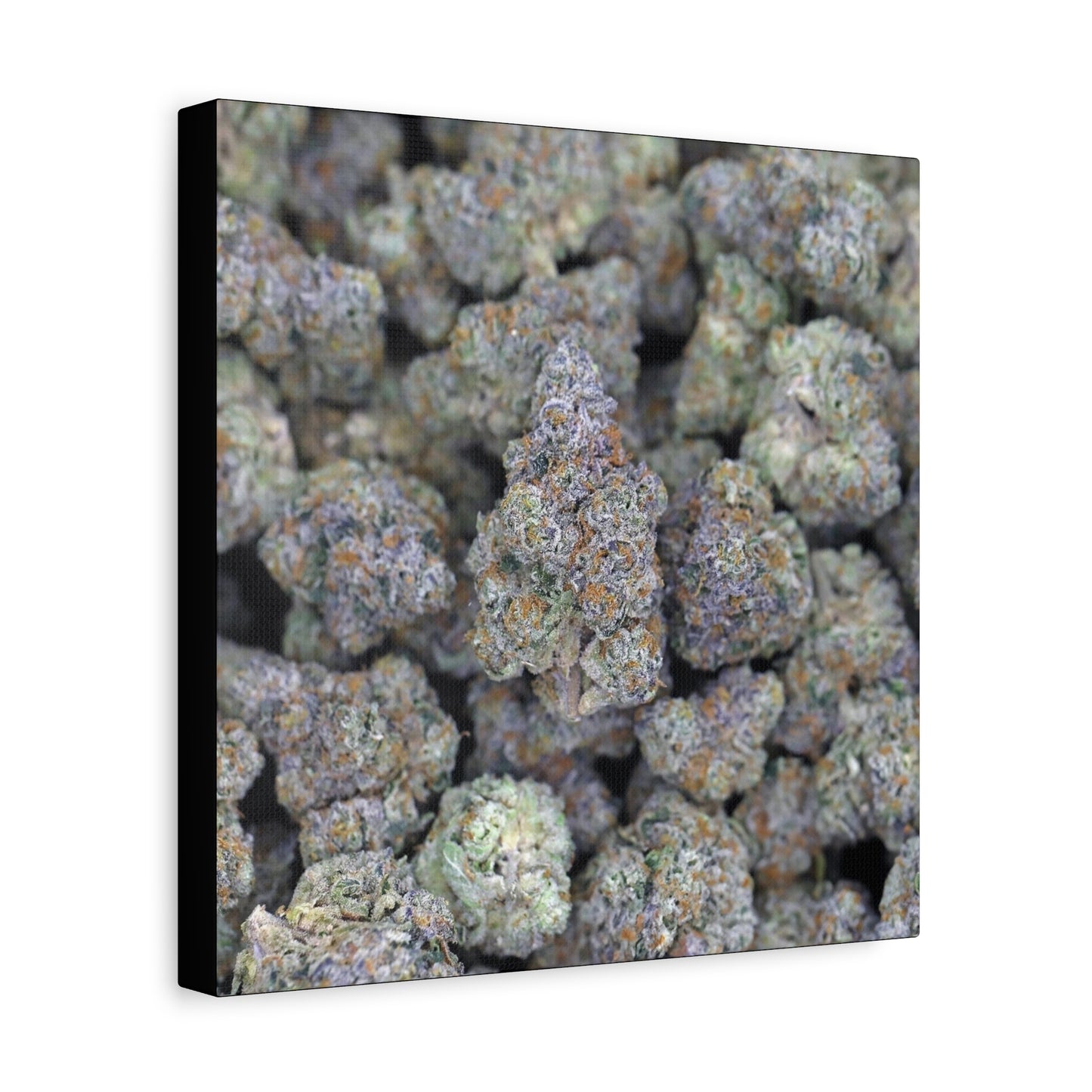 Cannabis Bud Close-Up Matte Canvas Print —"PINK RUNTZ"  Stretched 1.25" Wall Art