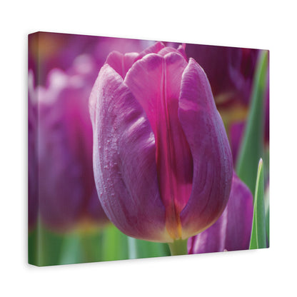 Purple Tulip Canvas Print — Matte Stretched Wall Art (1.25")