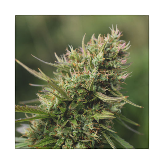 Cannabis Plant Photography Matte Canvas Print — Stretched Botanical Wall Art for cannabis smokers/stoners
