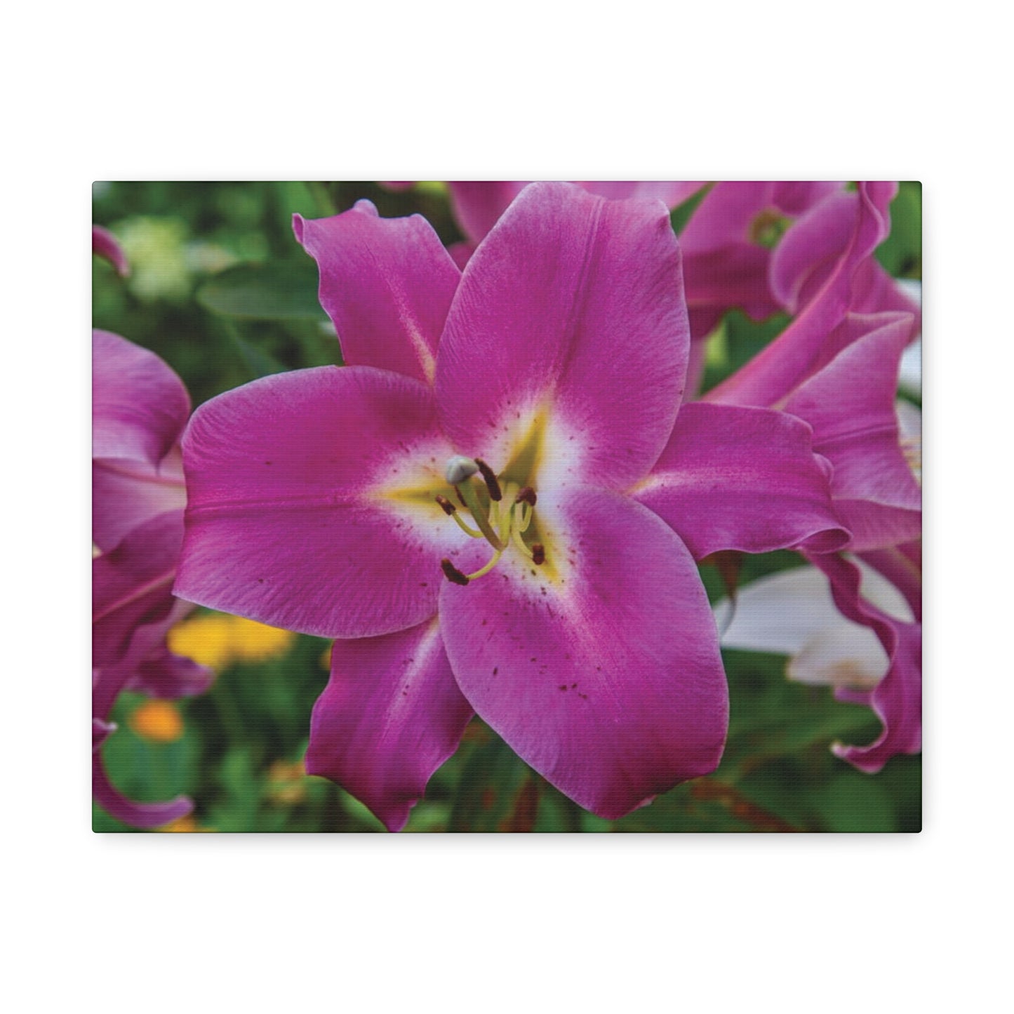 Pink Lily Floral Canvas Wall Art — Matte Stretched 1.25"