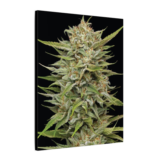 Cannabis Bud Matte Canvas Print — Botanical Marijuana Wall Art