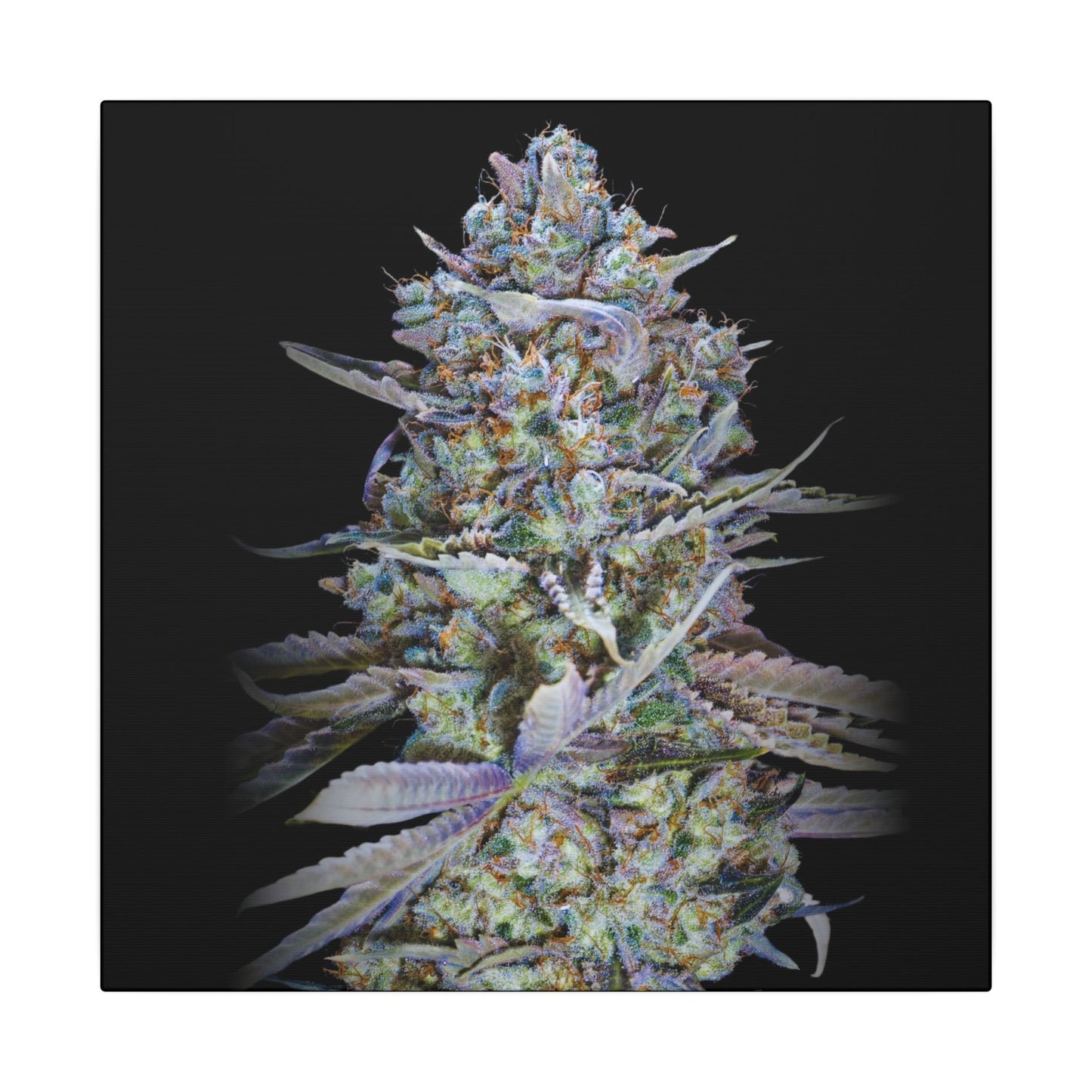Psychedelic Cannabis Bud Canvas Print — Matte Stretched Wall Art. custom made wall art for stoners