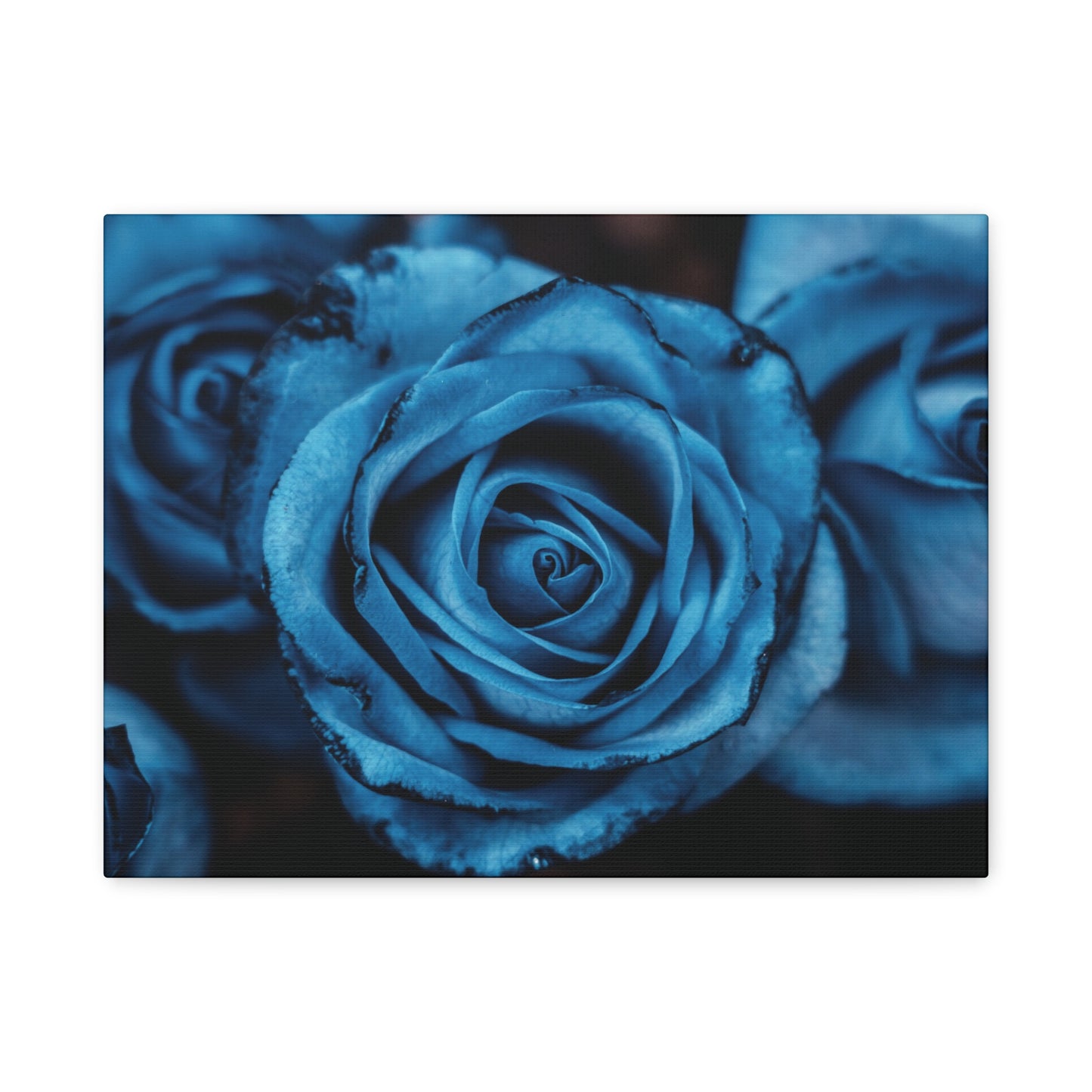 Blue Rose Canvas Print — Matte Stretched Wall Art