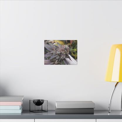 Cannabis Bud Close-Up Matte Canvas Print holiday gift for stoners. cannabis wall print for smokers