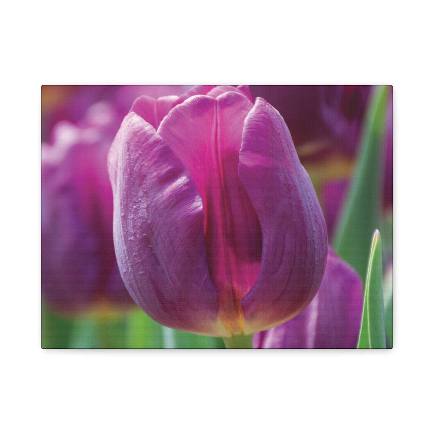 Purple Tulip Canvas Print — Matte Stretched Wall Art (1.25")